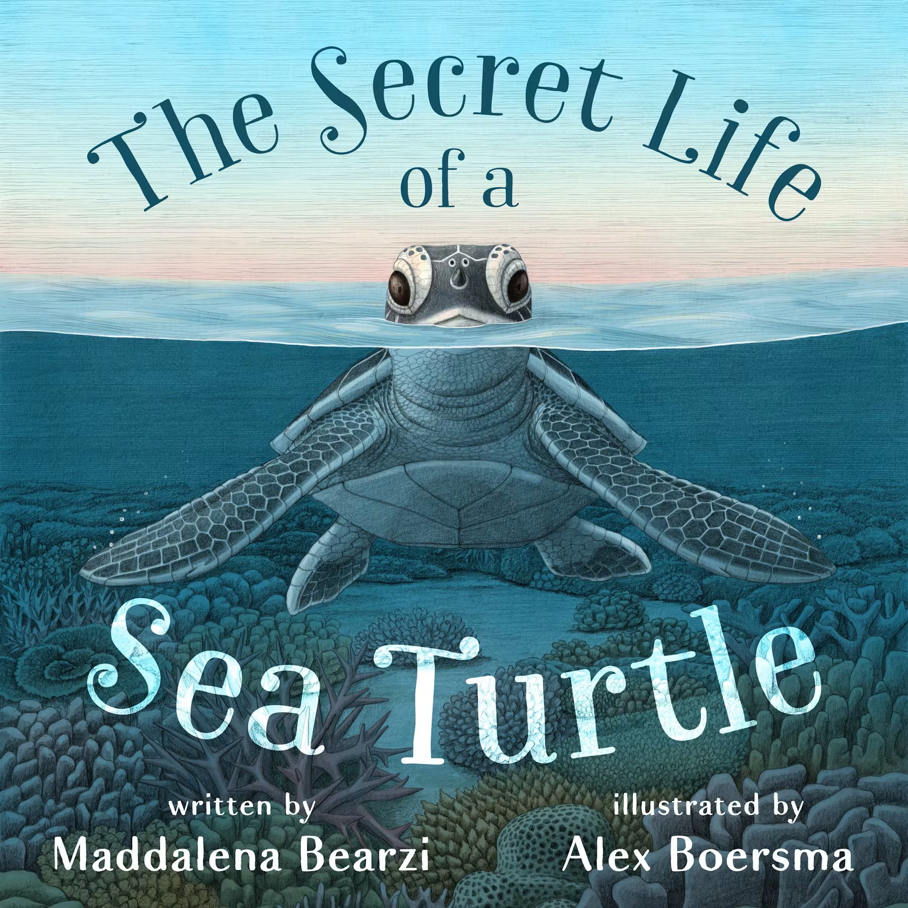 The secret life of a sea turtle by Maddalena Bearzi, Illustrated by Alex Boersma
